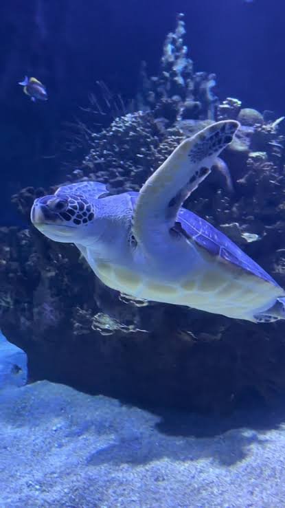Aquarium Near Me